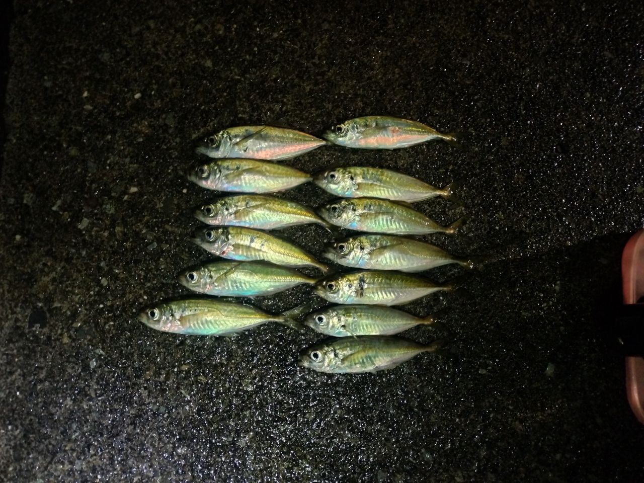 SHIMANO 20ソアレ エクスチューン S64UL+-Sの最安値・インプレ・釣果