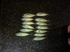 アジの釣果