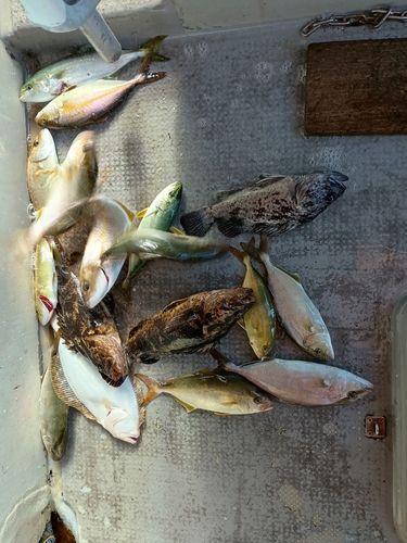 ベッコウゾイの釣果