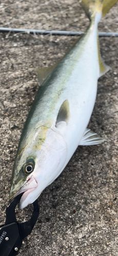 ハマチの釣果