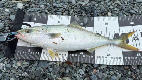 ハマチの釣果