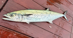 サワラの釣果