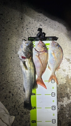 タイの釣果