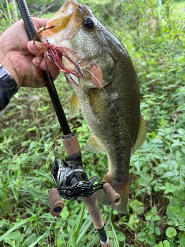 ラージマウスバスの釣果