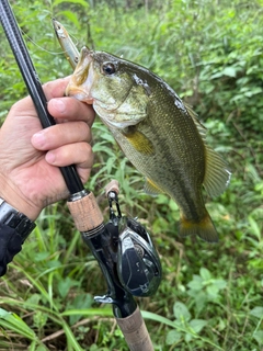 ラージマウスバスの釣果
