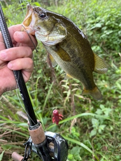 ラージマウスバスの釣果