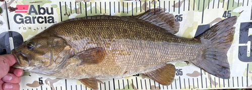 スモールマウスバスの釣果