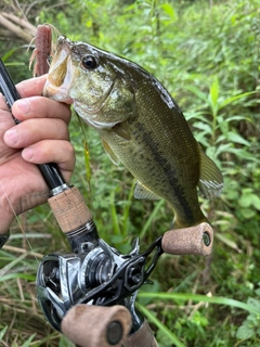 ラージマウスバスの釣果