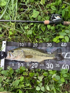 ラージマウスバスの釣果