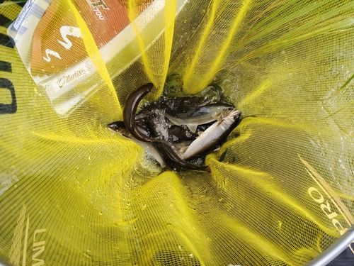 アユの釣果