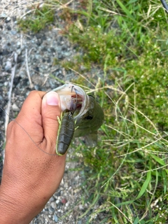 ブラックバスの釣果