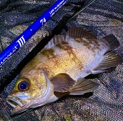 メバルの釣果