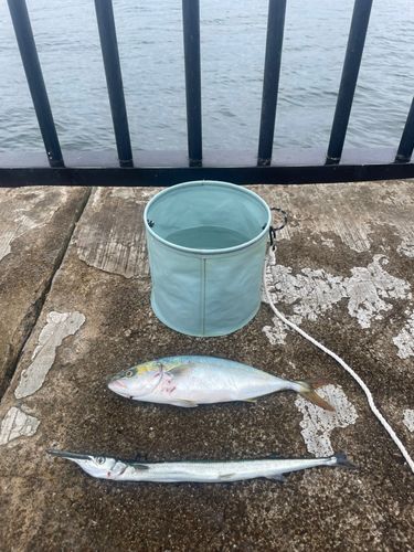 ツバスの釣果
