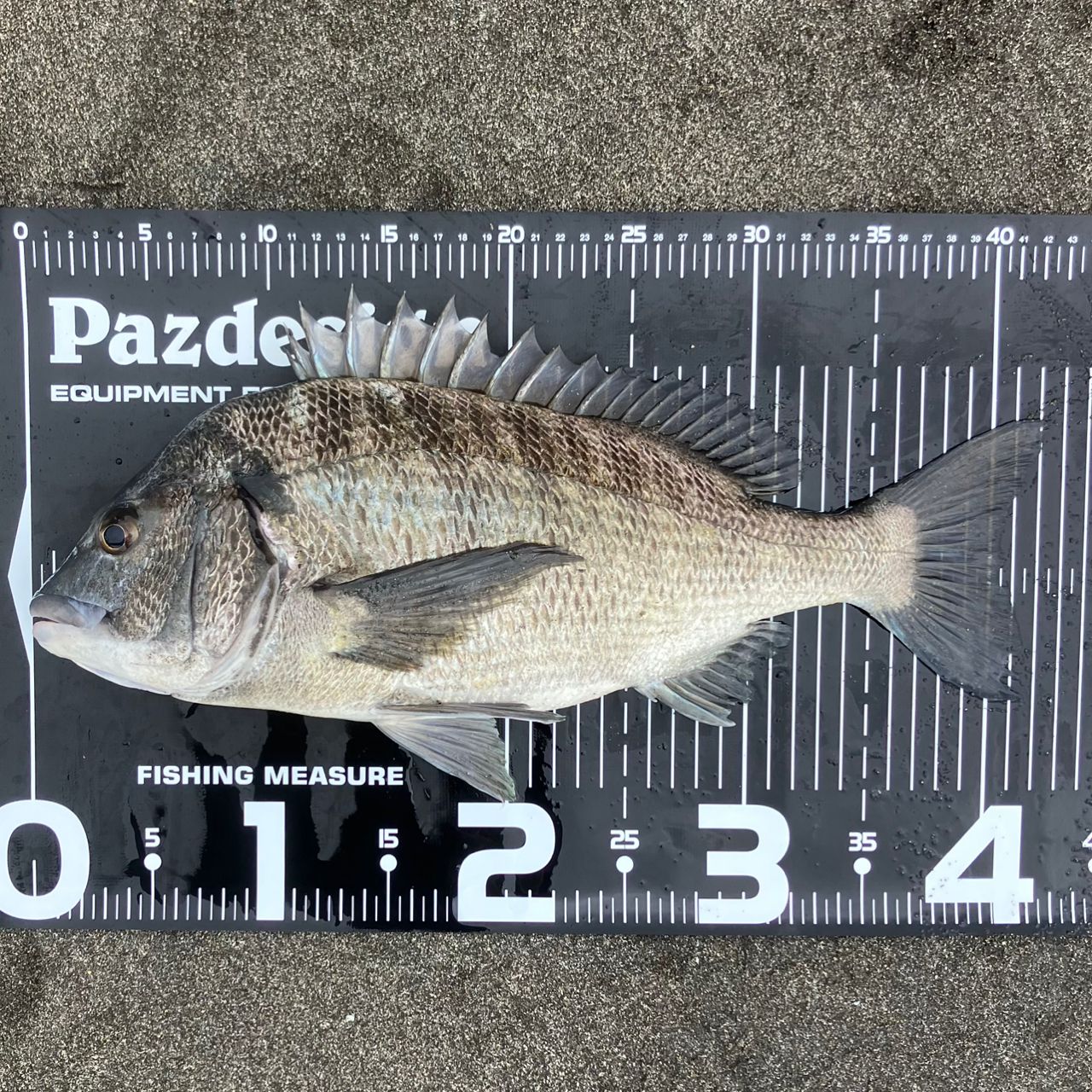 SHIMANO 23ソアレ BB S80L-Sの最安値・インプレ・釣果 | 本音の口コミ