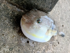 フグの釣果