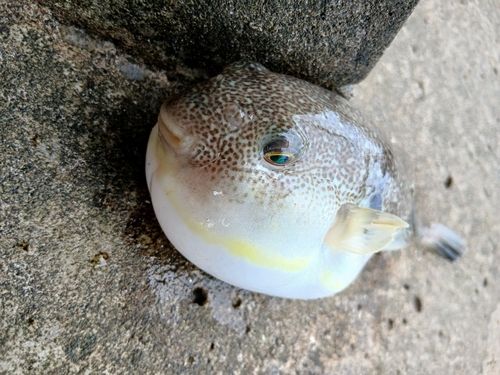 フグの釣果