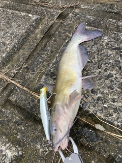 アメリカナマズの釣果