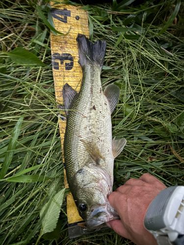 ブラックバスの釣果