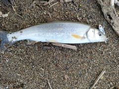 ウグイの釣果