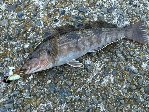 アイナメの釣果