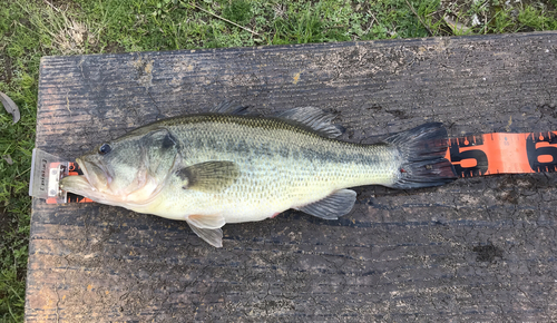 ブラックバスの釣果