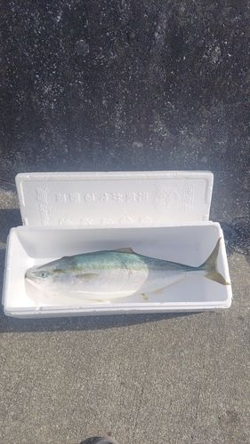 ワラサの釣果