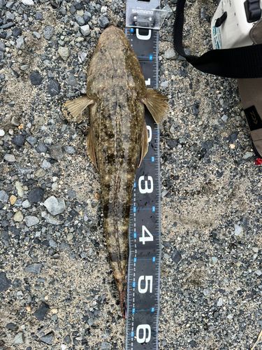 マゴチの釣果