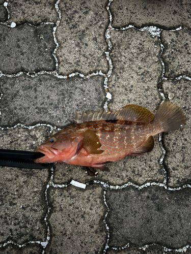 キジハタの釣果