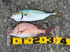 マダイの釣果