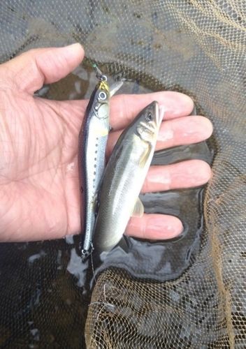 アユの釣果