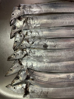 タチウオの釣果
