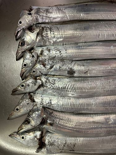 タチウオの釣果