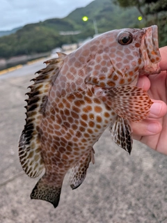 オオモンハタの釣果