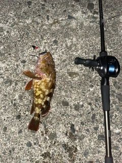 カサゴの釣果
