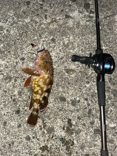 カサゴの釣果