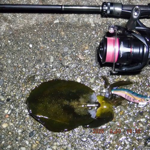 アオリイカの釣果