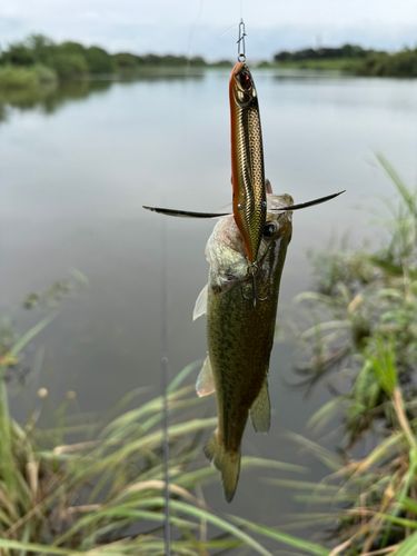 ラージマウスバスの釣果