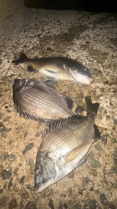 チヌの釣果