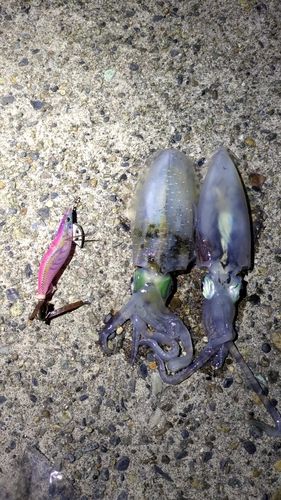 アオリイカの釣果