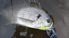 キチヌの釣果