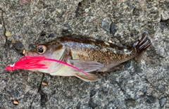 ガヤの釣果