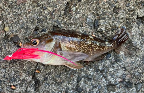 ガヤの釣果