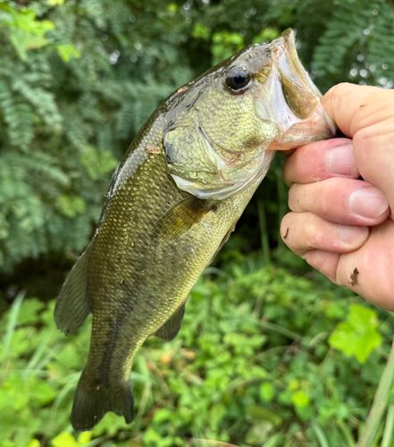 ラージマウスバスの釣果