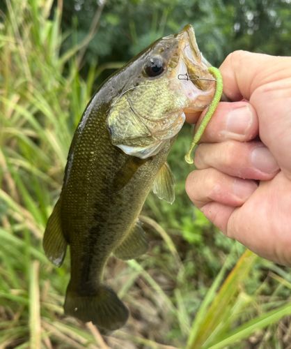 ラージマウスバスの釣果