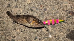ソイの釣果