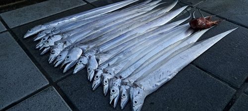 タチウオの釣果
