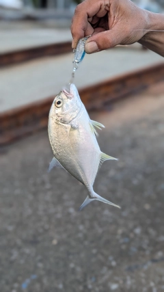 メッキの釣果