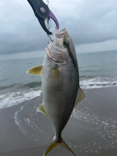 イナダの釣果