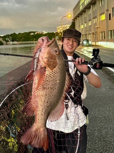 マングローブジャックの釣果