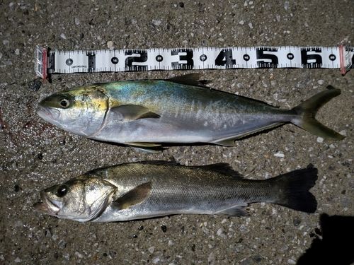 ヒラマサの釣果